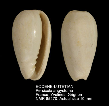 EOCENE-LUTETIAN Persicula angystoma.jpg - EOCENE-LUTETIANPersicula angystoma(Deshayes,1835)